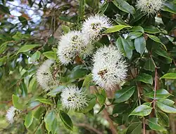 A bokeh image of a cluster of Bartlett's rātā's white-coloured flowers, with its green foliage in the background.
