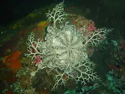 Astrocladus euryale, a Gorgonocephalidae