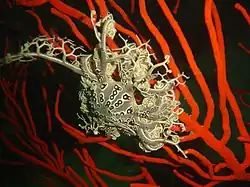 Astrocladus euryale (Gorgonocephalidae)