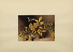 Illustration of a spiny green branch with yellow flowers. A bee is flying away from it.