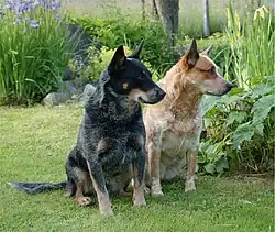 Two Australian cattle dogs, or heelers, looking to the right of the camera while sitting on a garden. The one on the left has black hair and white coat, giving the appearance of blue fur. The one on the right has dusty red and white fur.