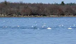 Naknek River in King Salmon