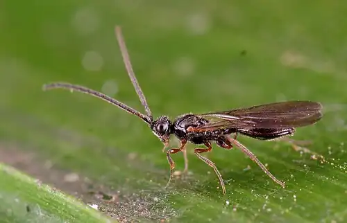 Male Belyta sp.