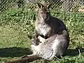 Bennetts wallaby with joey