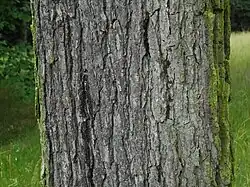 bark