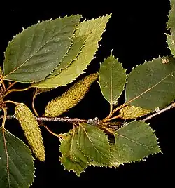 foliage