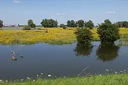Beuningse Uiterwaarden during high water in the Waal