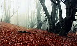 Foggy forest