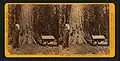 Mariposa Grove, California, 1870