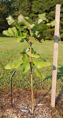 A sapling planted in the Tyler Arboretum