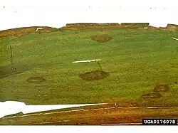 Northern leaf spot of maize on corn