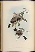 Illustration of Gould, John, 1804-1881 in Birds of Asia