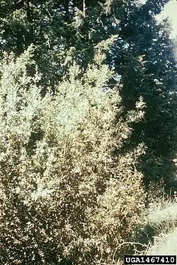 Symptoms of bitter rot on California laurel caused by the fungus Colletotrichum gloeosporioides