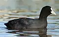 Eurasian coot, Fulica atra