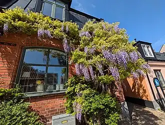 Chinese wisteria outside a street house in Ystad.