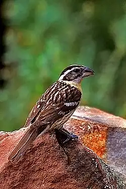 Photograph of female