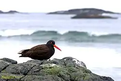 Black oystercatcher in Pacific Rim National Park