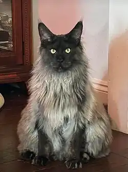 Black Smoke maine Coon