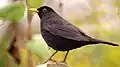 Common blackbird