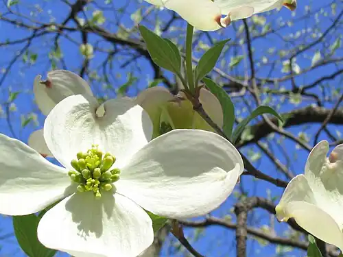 Dogwood species Cornus florida inflorescence showing four large white bracts and central flower cluster