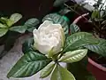 Blooming stages of gardenia flower (3 of 6)
