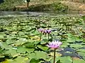 Water lily in the lake