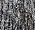 bark