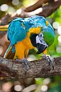 Blue and yellow macaw