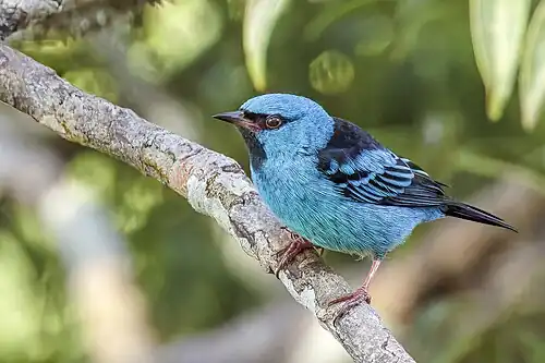 male D. c. glaucogularis