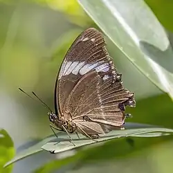 H. s. thomensis, São Tomé and Príncipe