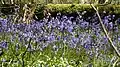 Bluebells by the Anghidi Fawr near Fedw Wood.