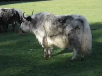 Domestic yak with Bluetongue disease - tongue is visibly swollen and cyanotic.
