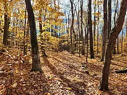 Bluff Trail as it goes through a grove of trees atop the cliff, November 2023