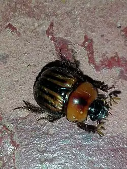 Bolbochromus lineatus