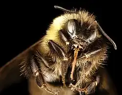 A closeup of a yellow and black bee against a black backdrop