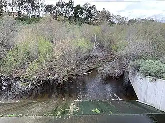 Overgrown drainage channel