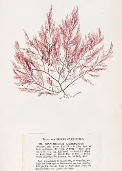 Bonnemaisonia asparagoides