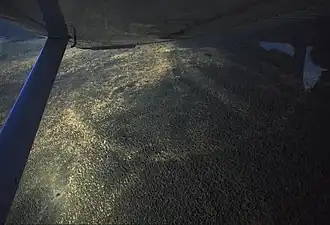 A forest ring in Ontario