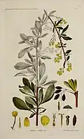 botanical illustration of berberus serotina (barberry) and its parts