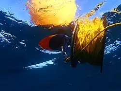 View from below of buoy clipped to reel of diving shotline deployed in fairly shallow water (about 20m). Most of the 100m line is still on the reel