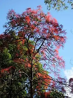Flame tree flowering out of season in mid-April, Royal National Park, New South Wales
