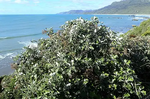 A large rangiora growing on the coast at Meybille Bay, West Coast District, South Island