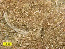 biosparite limestone of the Brassfield Formation (Lower Silurian) near Fairborn, Ohio, U.S., showing grains mainly composed of crinoid fragments
