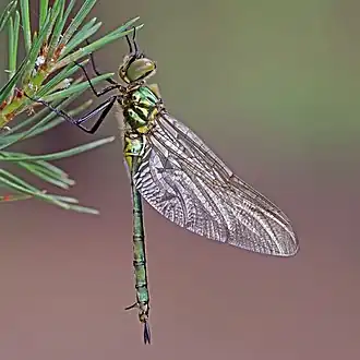 Brilliant emerald (Somatochlora metallica) teneral female 3.jpg