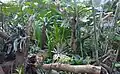 Bromeliad exhibit