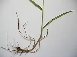 Roots of Bromus hordeaceus