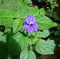 Flower and foliage of Browallia americana, wild plant, Costa Rica.