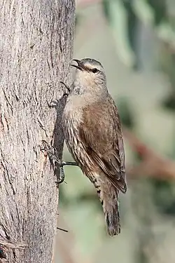 Image 8 Brown Treecreeper Photo: Fir0002 The Brown Treecreeper (Climacteris picumnus) is the largest species of Australasian treecreeper. It is endemic to forests and woodlands of the Great Dividing Range in eastern Australia. As the name implies, its colour is pale brown to grey-brown, with black streaking on the underparts and black bars on the undertail, with almost no sexual dimorphism. Although the International Union for Conservation of Nature considers the Brown Treecreeper a "Least Concern" species, one subspecies found in New South Wales is rated threatened by Australian authorities. More selected pictures