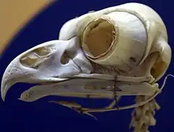 Bubo virginianus, showing tubular scleral rings typical of owls.