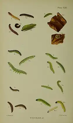 Illustration. Larvae in various stages